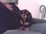 Cavalier king charles spaniel zimba - fars dreng 