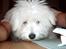 Coton de tulear coci  (rip) - er jeg ikke bare charmerende...