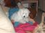 Coton de tulear coci  (rip) - hej hej