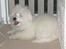 Coton de tulear coci  (rip)