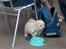 Coton de tulear coci  (rip) - det her er min bror victor han er lidt små fed...