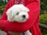 Coton de tulear coci  (rip) - det er os victor....
