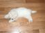 Coton de tulear coci  (rip)