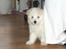 Coton de tulear coci  (rip) - titte bøh