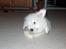 Coton de tulear coci  (rip)