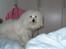 Coton de tulear coci  (rip)