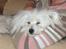 Coton de tulear coci  (rip)