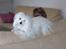 Coton de tulear coci  (rip)