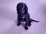 Cocker spaniel Django