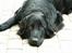 Hovawart Frodo the black panther R.I.P. 14.11.14 - Er der ikke nogen der gider lege ?
