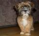 Lhasa apso Snoopy