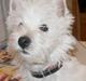 West highland white terrier Breezer