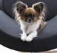 Chihuahua (¯`´·.¸ Breezer ¸.·´´¯)
