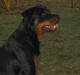 Rottweiler Bozzy