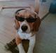 Beagle Oscar