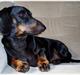 Gravhund Manse