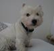 West highland white terrier Tony