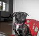 Blanding af racer » Bimse «