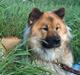 Eurasier Bymosen's Athena