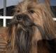 Lhasa apso Fu-kao Zombie (Balou)