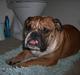 Engelsk bulldog Otto