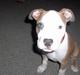 Amerikansk staffordshire terrier o0$chevy$0o hey hey alle 