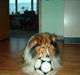 Shetland sheepdog Rollif`f  Boy