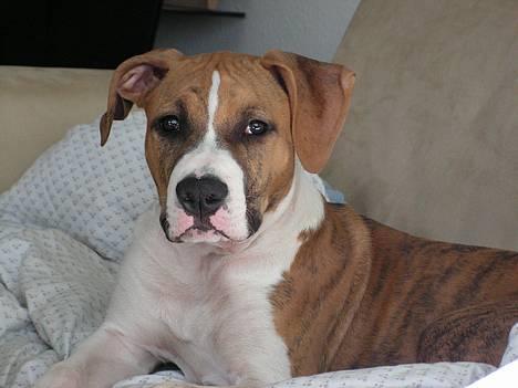 Amerikansk staffordshire terrier Kenzo - 6 mdr billede 1