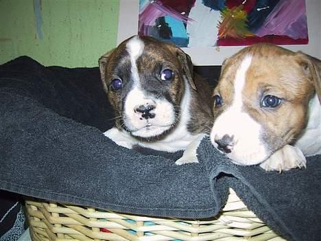 Amerikansk staffordshire terrier Kenzo - Sammen med brormand billede 2