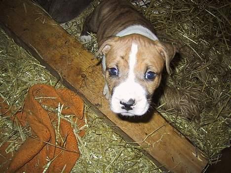 Amerikansk staffordshire terrier Kenzo billede 3