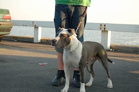 Amerikansk staffordshire terrier Kira billede 1