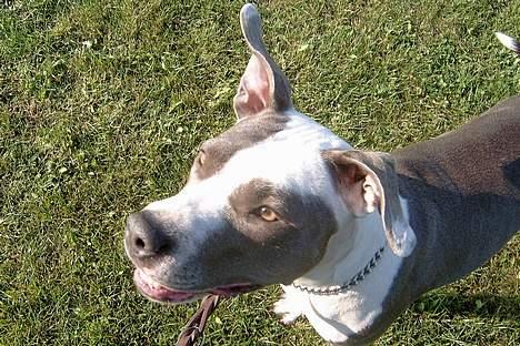 Amerikansk staffordshire terrier Kira billede 3