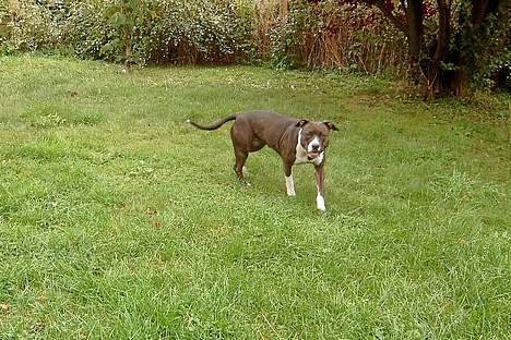 Amerikansk staffordshire terrier Boogie-Woogie billede 1