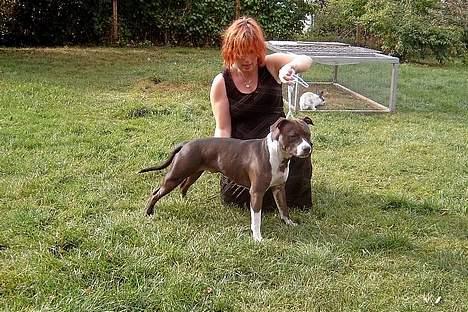 Amerikansk staffordshire terrier Boogie-Woogie billede 2