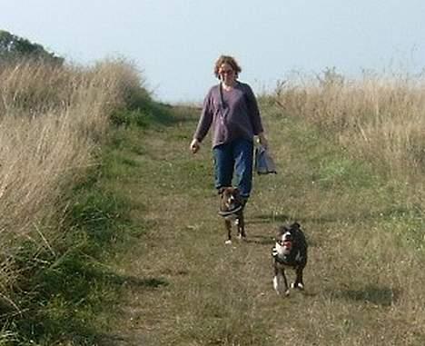 Amerikansk staffordshire terrier Boogie-Woogie billede 3