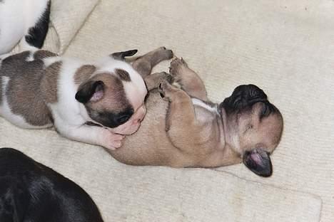 Fransk bulldog Sashimi billede 7