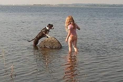 Amerikansk staffordshire terrier Boogie-Woogie - Boogie og Josehine ved Roskilde fjord billede 4