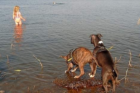 Amerikansk staffordshire terrier Boogie-Woogie - Boogie og Ottar  billede 5