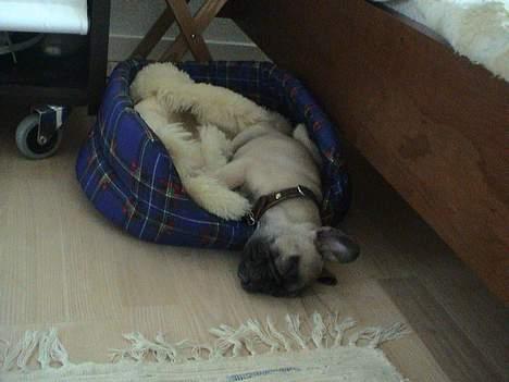 Fransk bulldog Sashimi billede 8