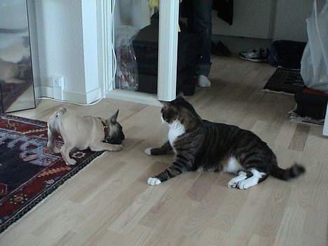 Fransk bulldog Sashimi billede 9