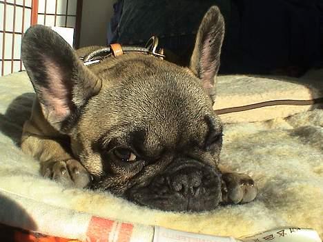 Fransk bulldog Sashimi billede 10