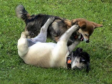 Fransk bulldog Sashimi billede 11