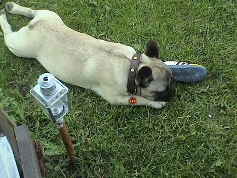 Fransk bulldog Sashimi billede 12