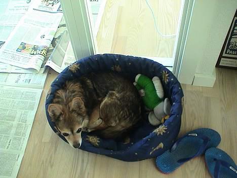 Blanding af racer paloma billede 7