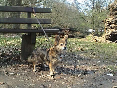 Blanding af racer paloma billede 8