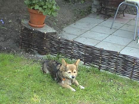 Blanding af racer paloma billede 9