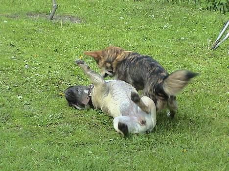 Blanding af racer paloma billede 10