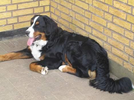 Berner sennenhund brutus  :-)  (-: billede 15