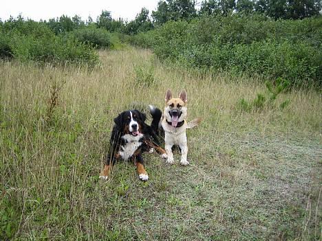Berner sennenhund brutus  :-)  (-: billede 17