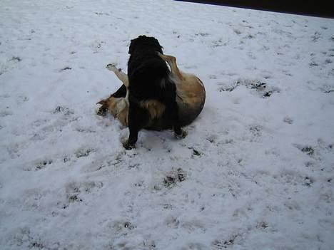 Berner sennenhund brutus  :-)  (-: - er endelig blevet stor nok til at jeg kan ligge min storebror ned... hehe billede 19